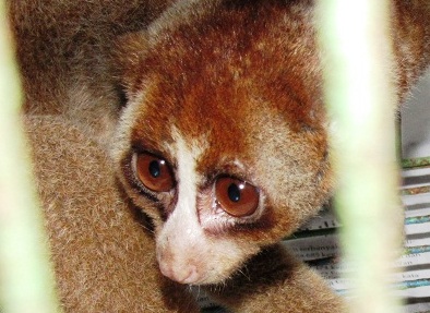 Release of a Slow Loris in Sibolangit Forest (March 31, 2017)